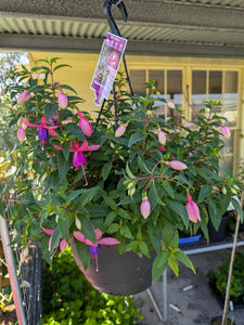 Ballerina's Brise Fuchsia in hanging basket. Special listing for local customers. Pick up only