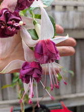 Load image into Gallery viewer, Seventh Heaven Fuchsia (Double-Flowered, Trailing)