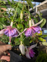 Load image into Gallery viewer, Drama Girl Fuchsia (Double-Flowered Trailing)
