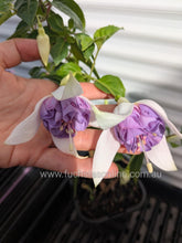 Load image into Gallery viewer, Quasar Fuchsia (Double-Flowered, Trailing)