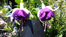 Load image into Gallery viewer, Golden Anniversary Fuchsia (Double-Flowered Trailing)