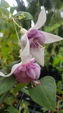 Load image into Gallery viewer, Happy Anniversary Fuchsia (Double-Flowered Trailing)