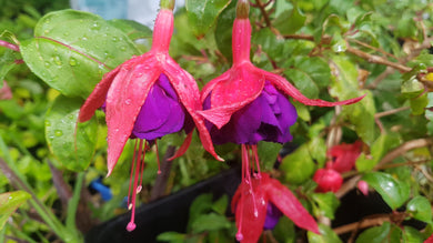 Jubie Lin Fuchsia (Double-Flowered Trailing)