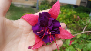 Jubie Lin Fuchsia (Double-Flowered Trailing)