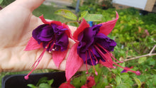 Load image into Gallery viewer, Jubie Lin Fuchsia (Double-Flowered Trailing)