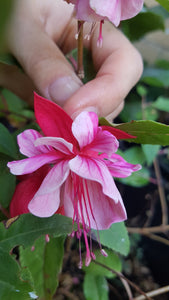 Royal Airforce Fuchsia Pink with dark veins in corolla