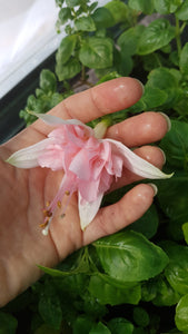 Acclamation Fuchsia (Double-Flowered, Trailing)