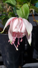 Load image into Gallery viewer, Leila Fuchsia (Double-flowered/Upright)