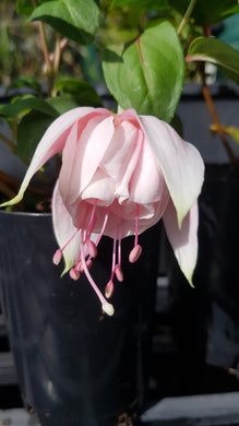 Leila Fuchsia (Double-flowered/Upright)