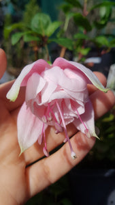 Leila Fuchsia (Double-flowered/Upright)