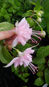 Acclamation Fuchsia (Double-Flowered, Trailing)