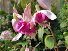 Load image into Gallery viewer, Seventh Heaven Fuchsia (Double-Flowered, Trailing)