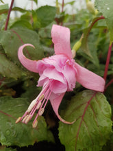 Load image into Gallery viewer, Archie Owen Fuchsia (Double-Flowered, Upright)