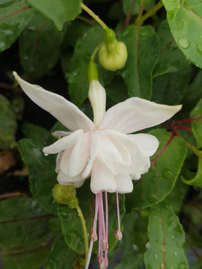 Baby Pink Fuchsia (Double-Flowered, Upright)