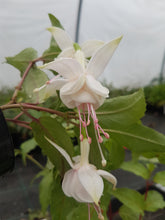 Load image into Gallery viewer, Baby Pink Fuchsia (Double-Flowered, Upright)