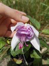 Load image into Gallery viewer, Blue Veil Fuchsia (Double-Flowered Trailing)
