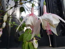 Load image into Gallery viewer, Annabelle Fuchsia (Double-Flowered, Upright)