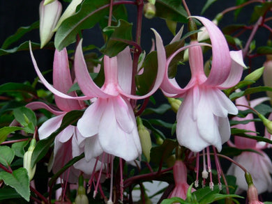 Miss California Fuchsia