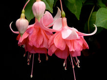 Load image into Gallery viewer, Peachy Fuchsia (Double-Flowered, Upright)