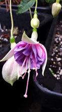Load image into Gallery viewer, Drama Girl Fuchsia (Double-Flowered Trailing)