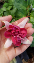Load image into Gallery viewer, Seventh Heaven Fuchsia (Double-Flowered, Trailing)