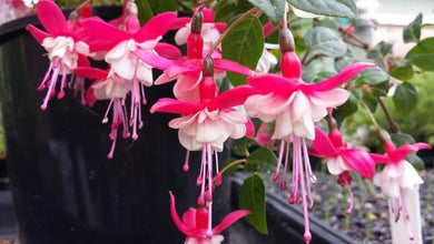 Dimples Fuchsia (Semi-Double Flowered Trailing/Upright)