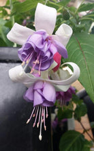 Load image into Gallery viewer, Fey Fuchsia (Double-Flowered Trailing)