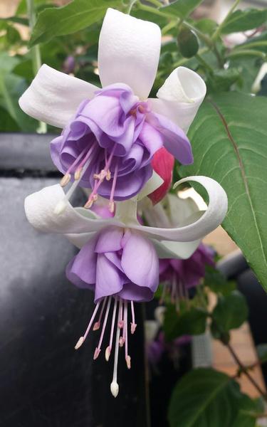 Fey Fuchsia (Double-Flowered Trailing)