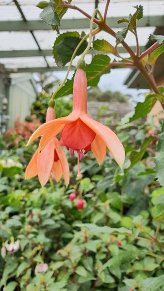 Lord Lonsdale Fuchsia