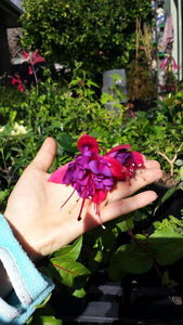 Voodoo Fuchsia (Double-Flowered, Trailing) Special listing for local customers. Pick up only.