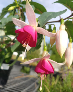 Joy Patmore Fuchsia (Upright)