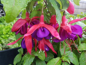 Jubie Lin Fuchsia (Double-Flowered Trailing)