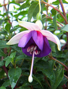 La Campanella Fuchsia (Semi-Double Flowered Trailing/Upright)