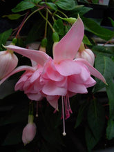 Load image into Gallery viewer, Acclamation Fuchsia (Double-Flowered, Trailing)