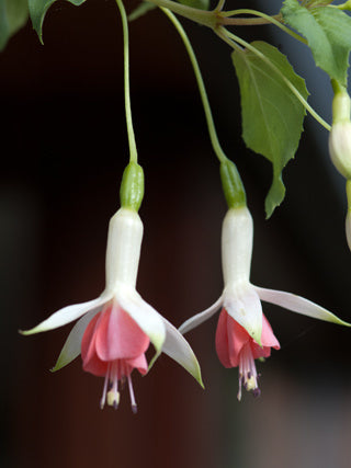 Hidcote Beauty Fuchsia (Upright)